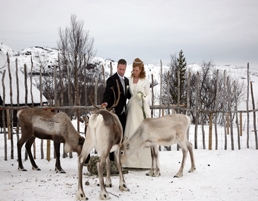 Reindeers_wedding